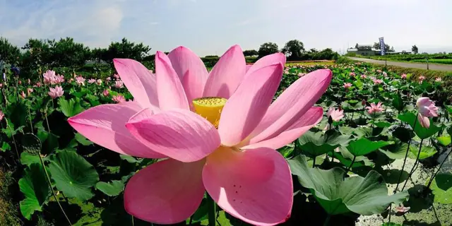 Chusonji Lotus at Atsukashi Millennium Park