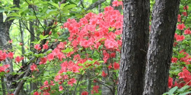 Azaleas of Manzairakuyama