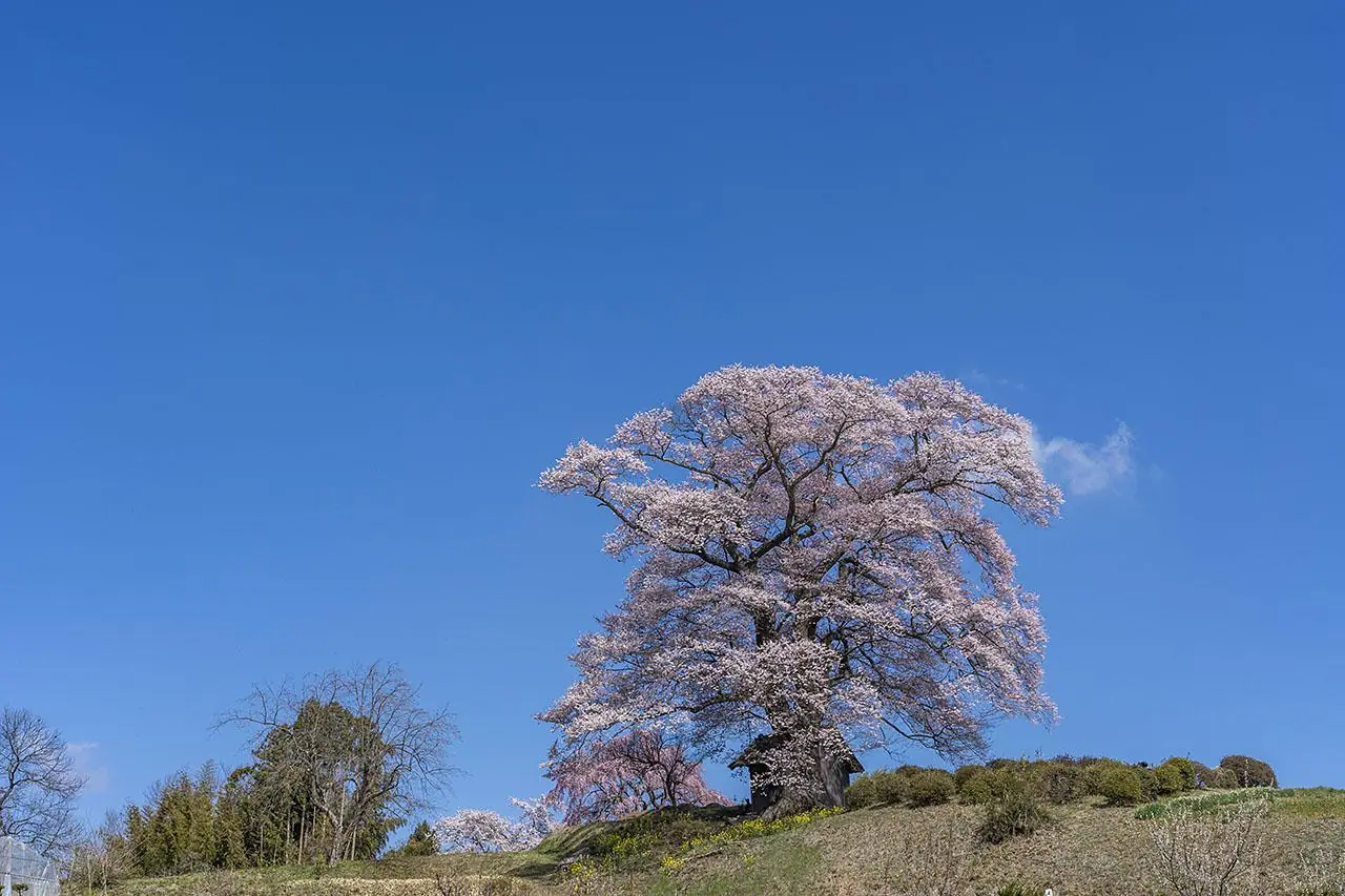 Nanakusa Ki no Tenjin Sakura