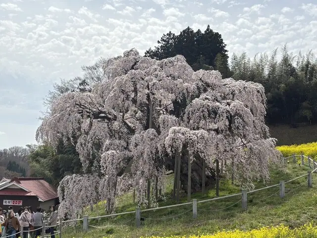Sato no Chaya