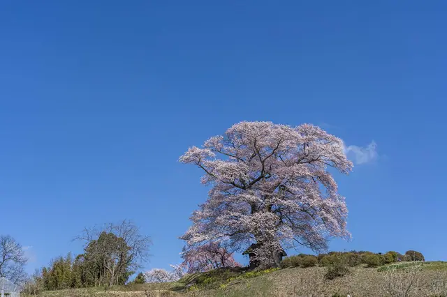 Tenjin Cherry of Nanakusagi