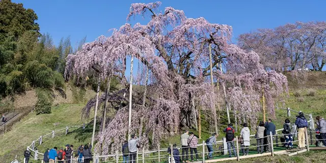Miharu Takizakura