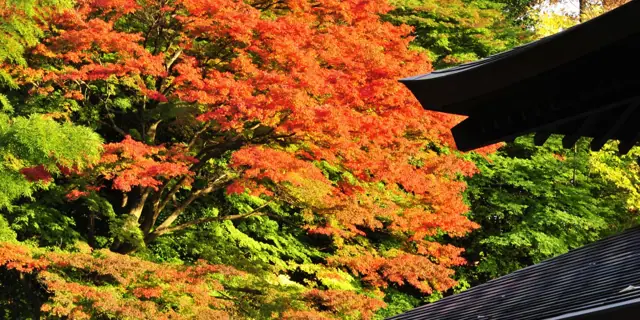 Shiunji Temple