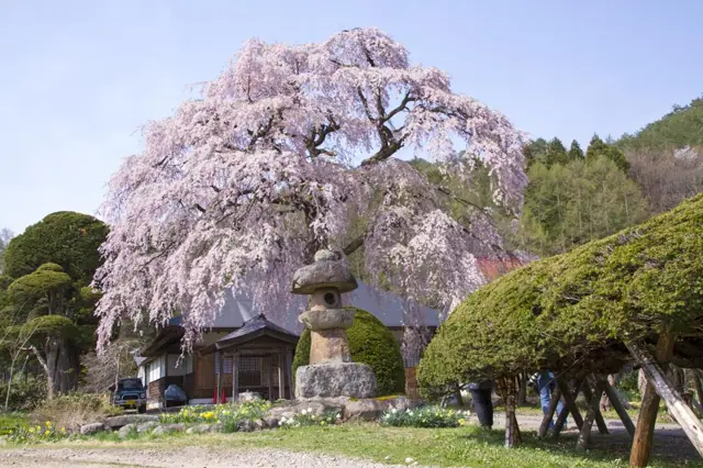 Weeping Cherry of Nansenji