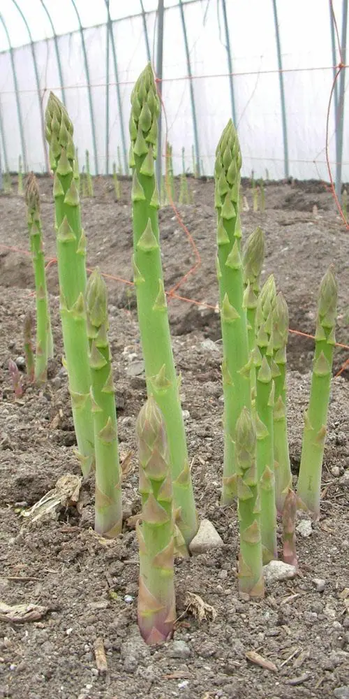 Aizu Tajima Asparagus