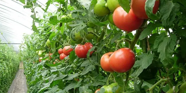 Nango Tomatoes