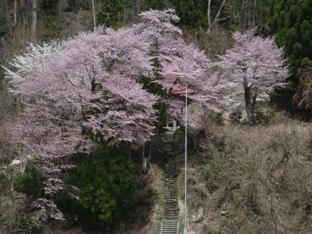 Tanemaki Cherry of Okami Shrine
