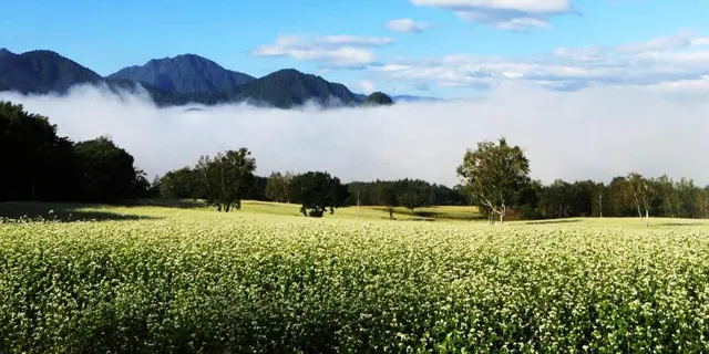 Takatsue Buckwheat Fields