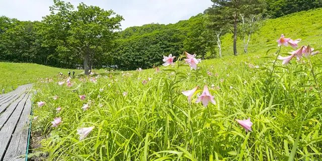 Takashimizu Nature Park Himesayuri Colony