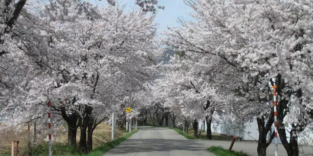 Nagata Embankment Cherries