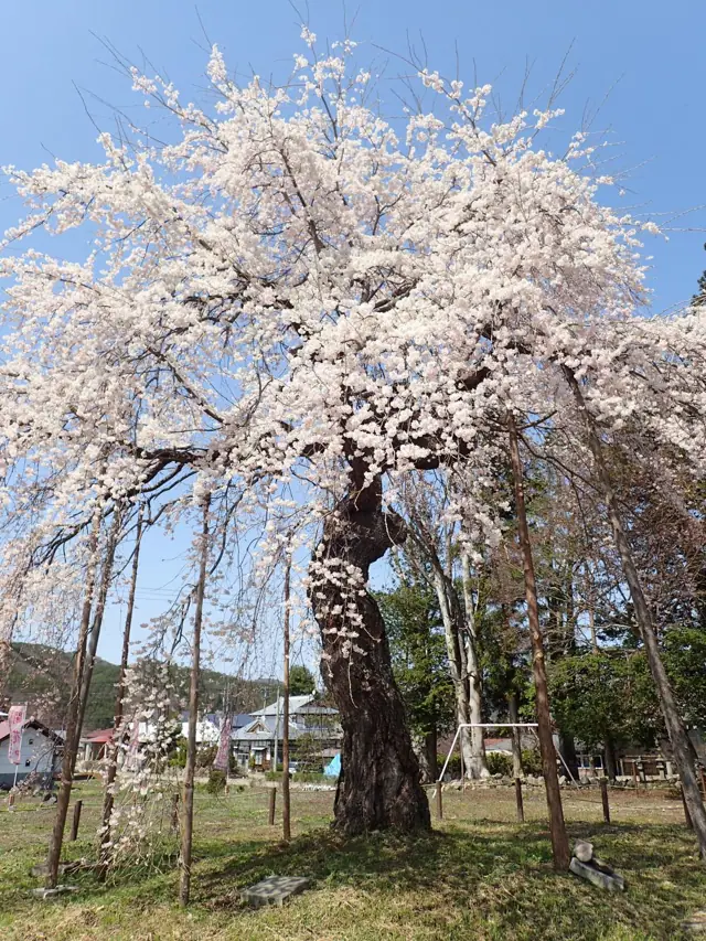 Weeping Cherry of Former Nakaarai Branch School