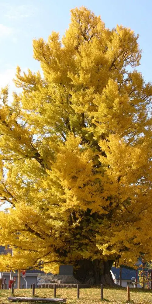 Great Ginkgo of Furumachi