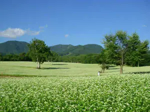 Pension Pafio