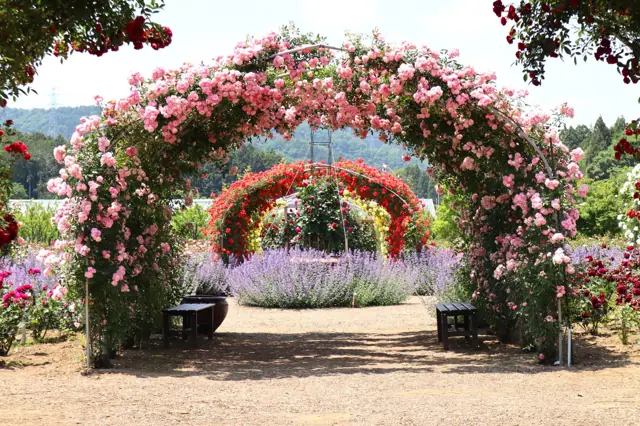 Yokota Rose Garden