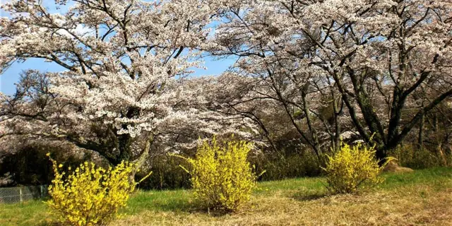 Sakuradairayama Park and Mano River Cherry Bank