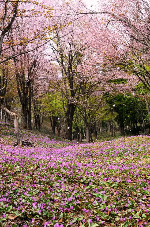 Obayashi Furusato no Yama