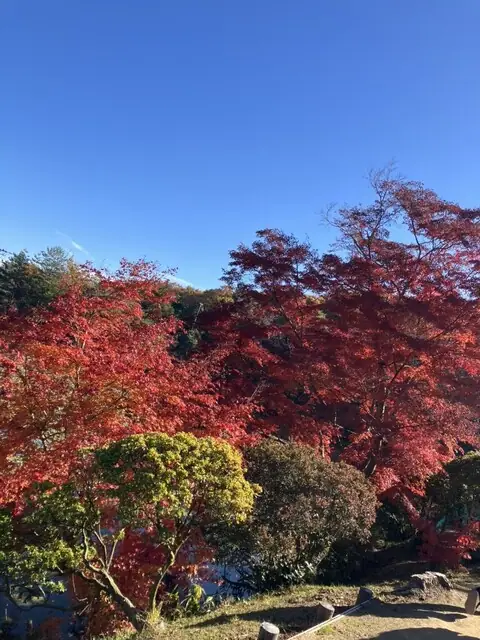 Janohana Chaya