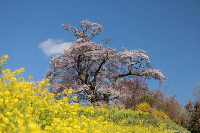 Great Cherry of Shionosaki