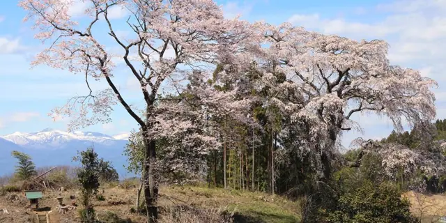 Weeping Cherry of Jonouchi Battlefield
