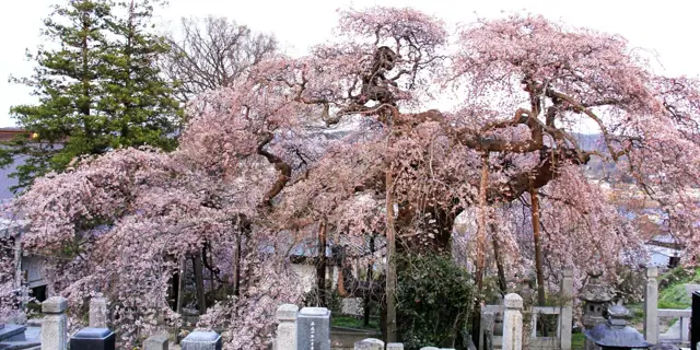 Red Weeping Cherry of Nichirinji