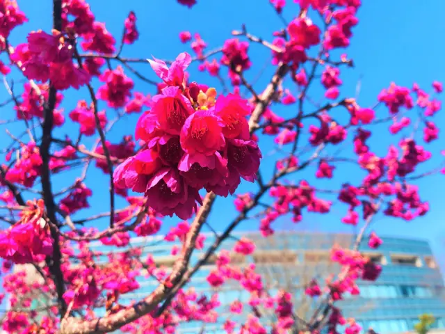 Benifusa Cherries at Namie Town Hall