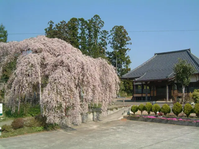 Weeping Cherry of Seiryuji