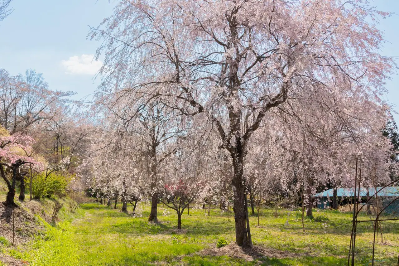 Mishima Sakura Village