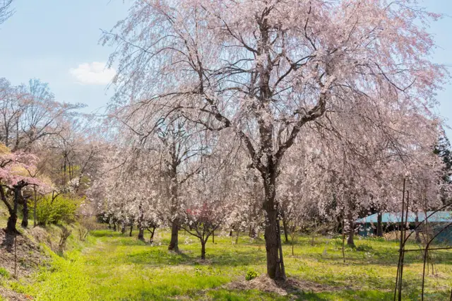 Mishima Sakura no Sato