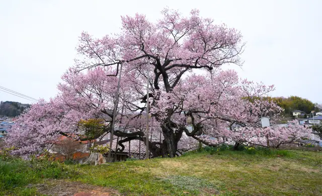 Chaen Cherry Tree