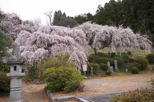 Weeping Cherry of Honkyuji