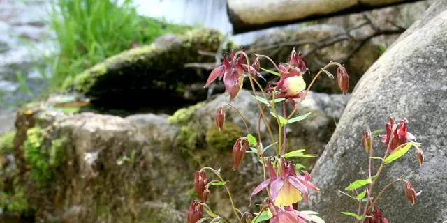Adatara no Yado Ogiya