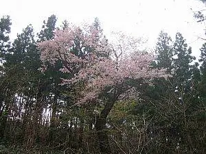 Yokihi Cherry