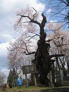 Fugenzo Cherry