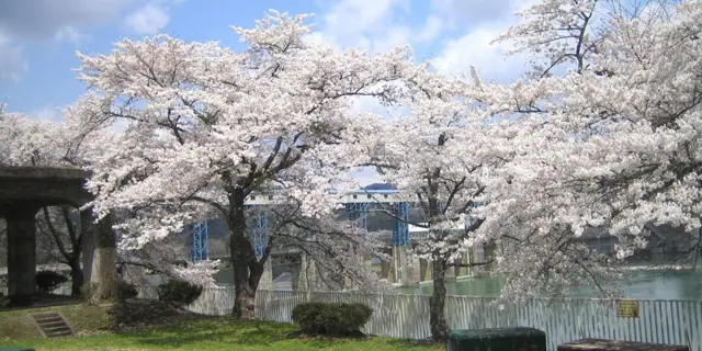 Kaminojiri Power Station Cherry Avenue
