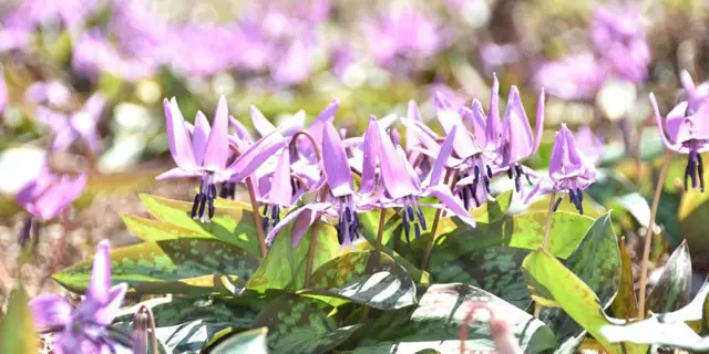 Dogtooth Violets of Koya
