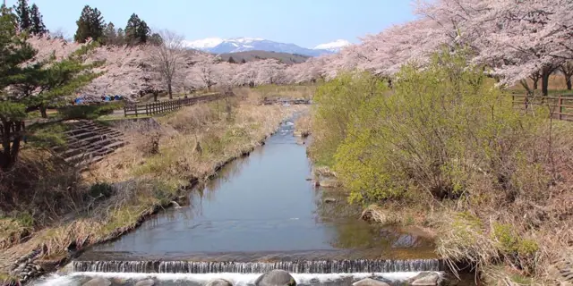 Cherries of Horikawa Waterside Park