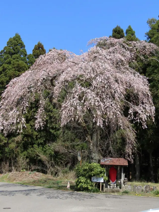 Weeping Cherry of Ensho Jizo