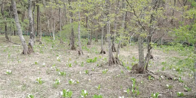 Tadogairi Skunk Cabbage Habitat