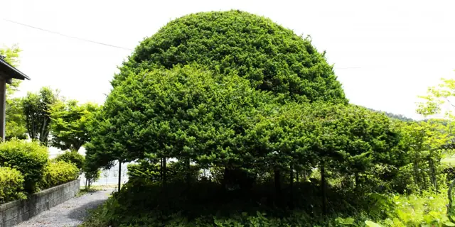 Japanese Yew of Kabuto Shrine