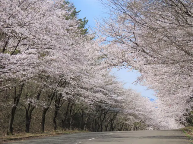 Daijo Cherry Avenue