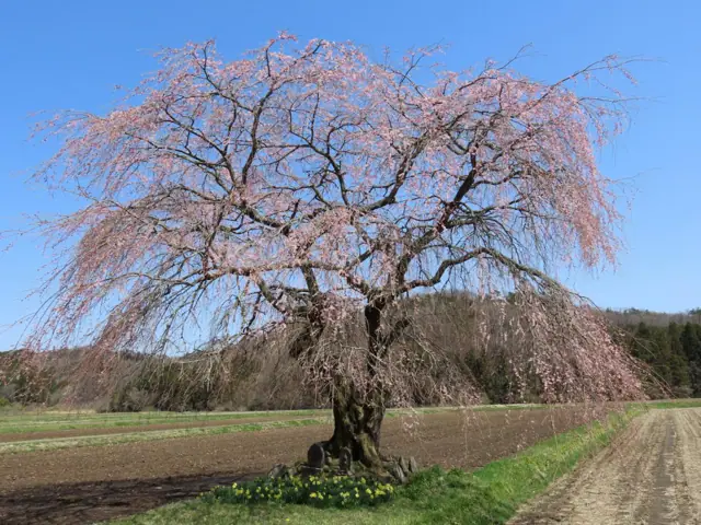 Takasuke Weeping Cherry