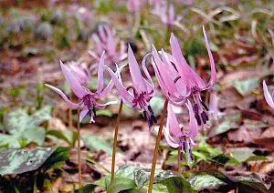Dogtooth Violets of Kashi