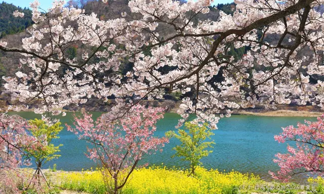 Sakashita Dam