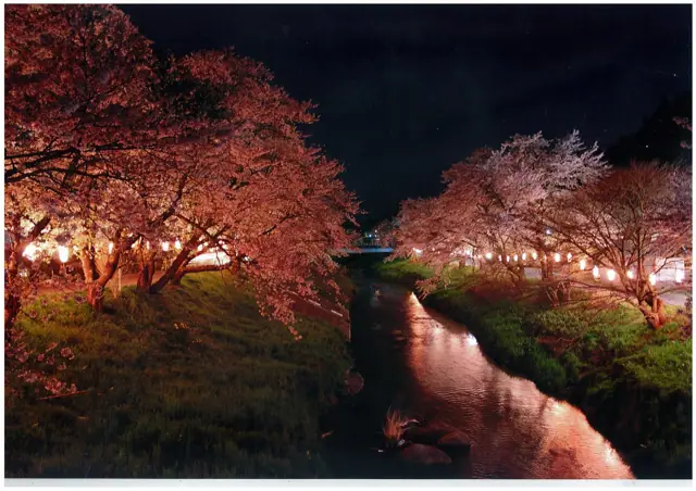 Komachi Cherry Corridor