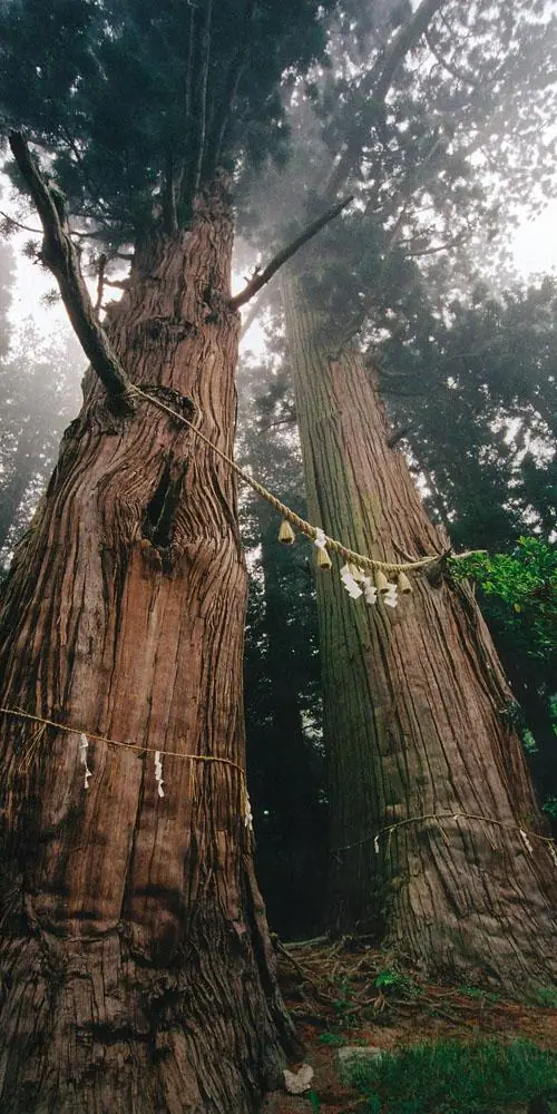 Old Man and Old Woman Cedars of Suwa Shrine