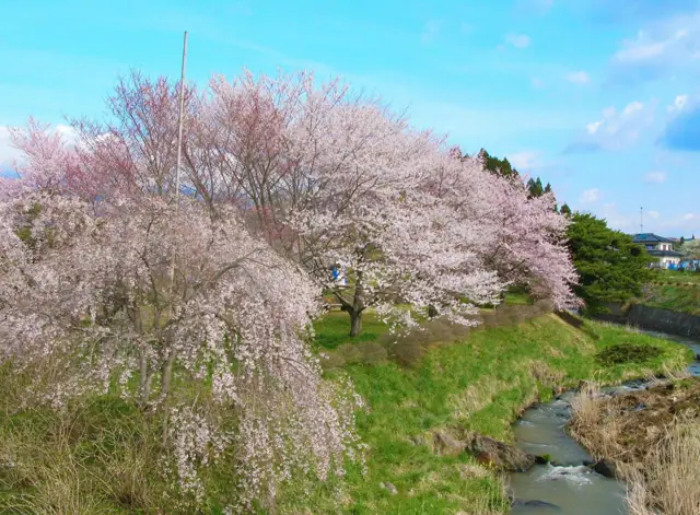Sakura Park