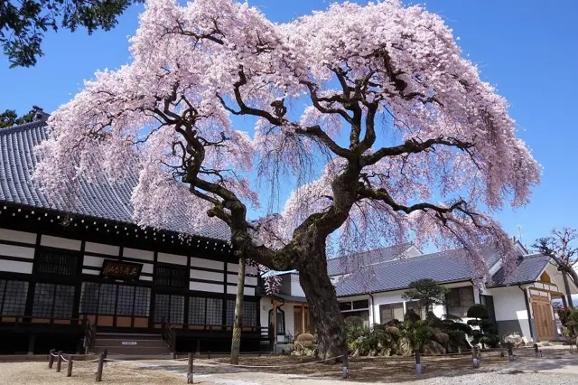 Weeping Cherry of Soouji