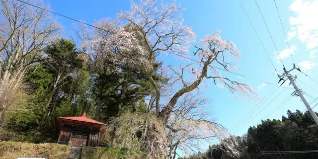 Weeping Cherry of Kanzawa Jizo