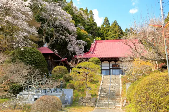 Weeping Cherry of Choonji