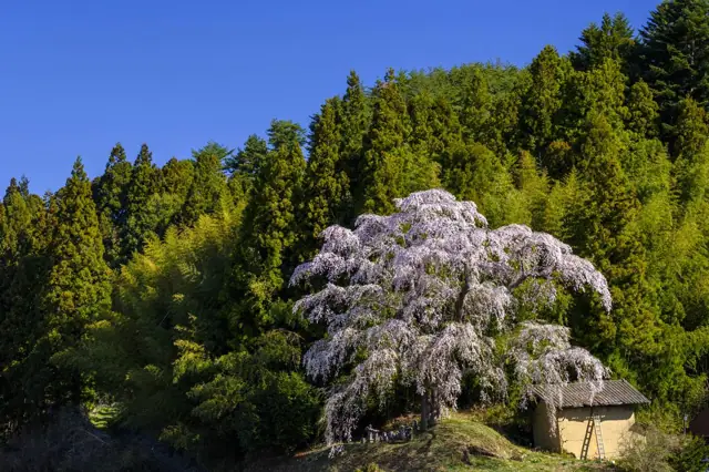 Weeping Cherry of Hiuchiishi